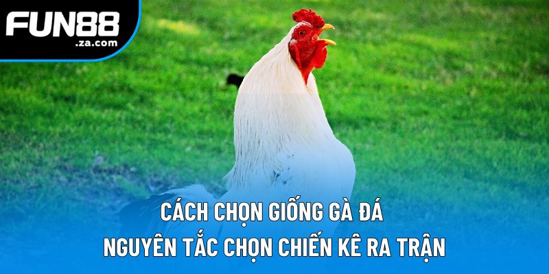 Cách Chọn Giống Gà Đá | Nguyên Tắc Chọn Chiến Kê Ra Trận
