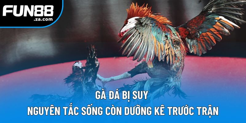 Gà Đá Bị Suy | Nguyên Nhân, Cách Khắc Phục Hiệu Quả Nhất 1 Gà Đá Bị Suy | Nguyên Tắc Sống Còn Dưỡng Kê Trước Trận